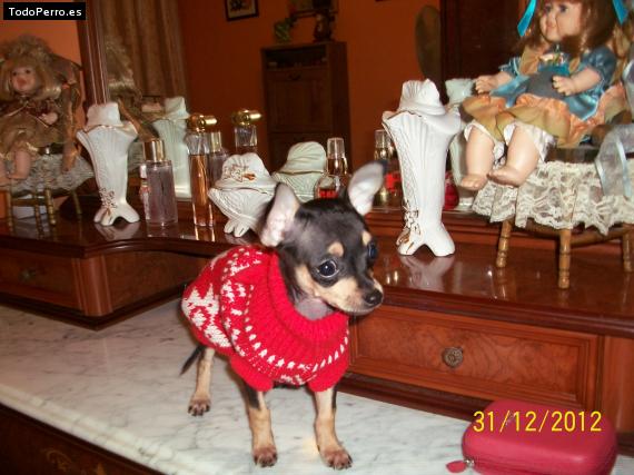 La foto del perro