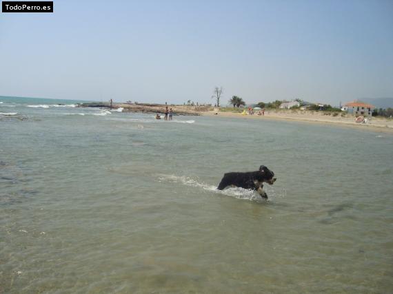 La foto del perro