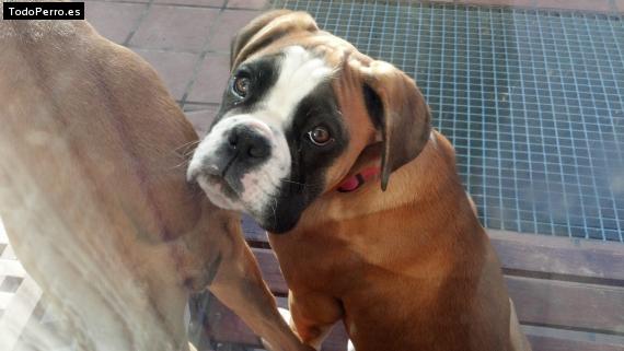 La foto del perro