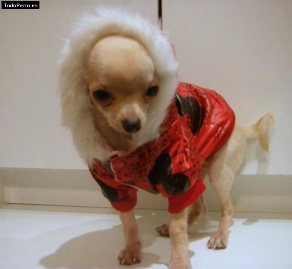La foto del perro