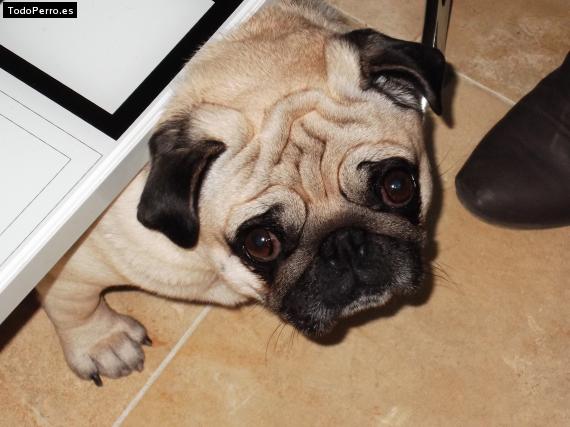 La foto del perro