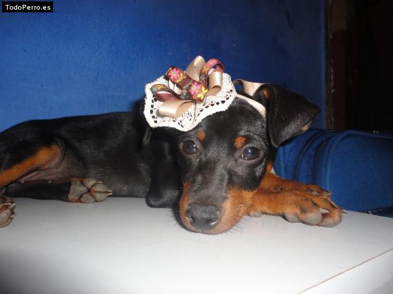 Foto del perro Pichirula salmen