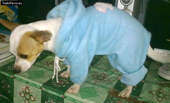 La foto del perro