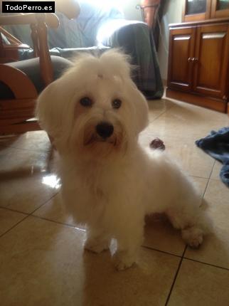 La foto del perro