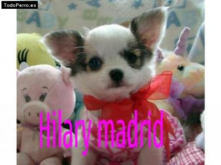 Foto del perro Hilito