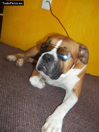 La foto del perro