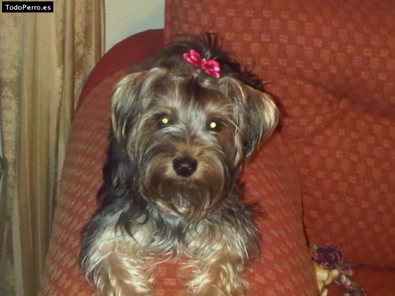 La foto del perro