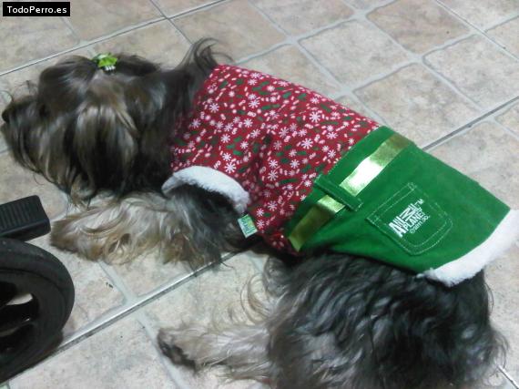 La foto del perro