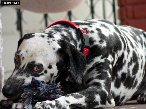 Foto del perro Sandy