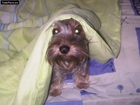 La foto del perro