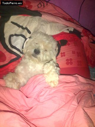 Foto del perro Hiroshi