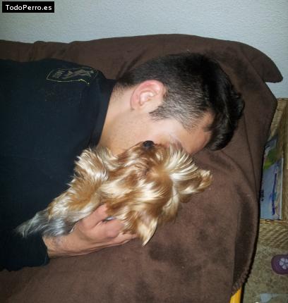 La foto del perro