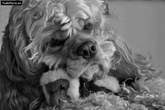 La foto del perro