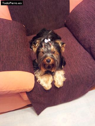 La foto del perro
