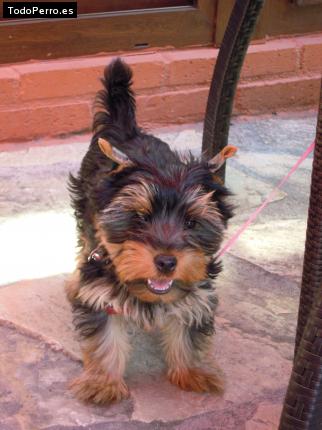 La foto del perro