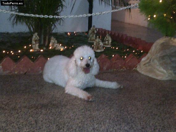 La foto del perro