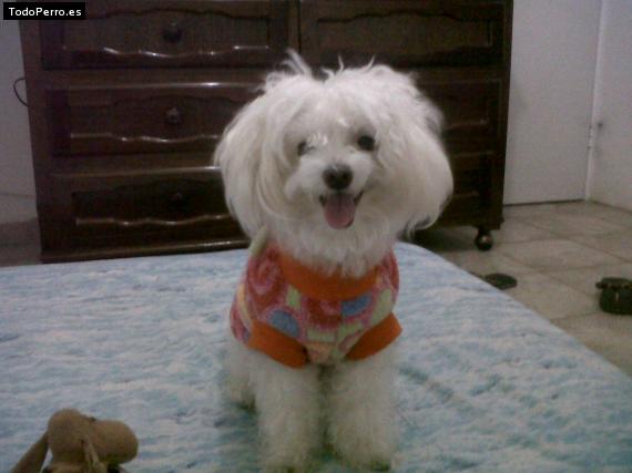 La foto del perro
