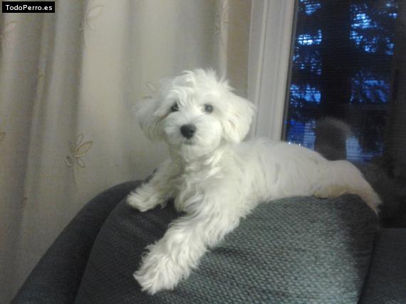 La foto del perro