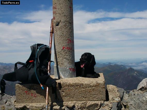 La foto del perro