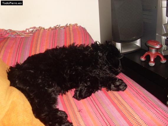 La foto del perro