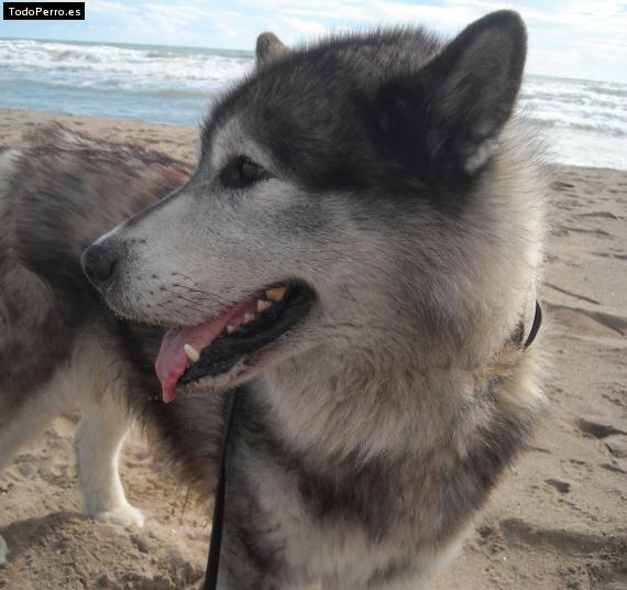 La foto del perro