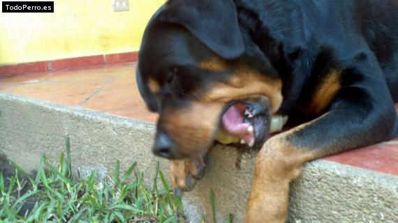 La foto del perro