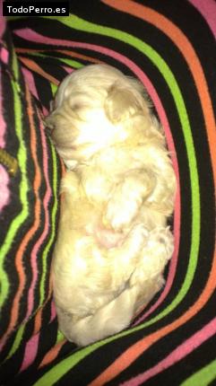 Foto del perro Luz