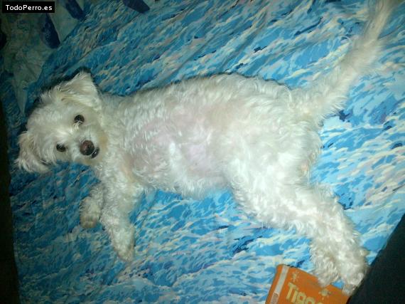 La foto del perro