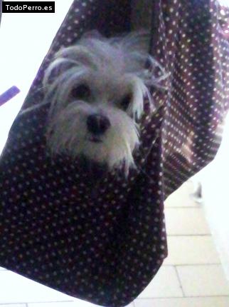 La foto del perro