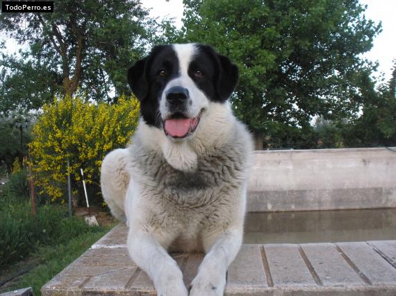 La foto del perro