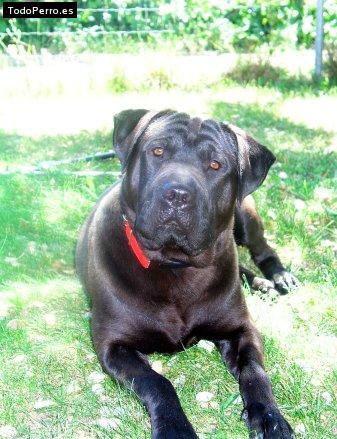 Foto del perro Coco