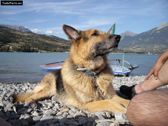 La foto del perro