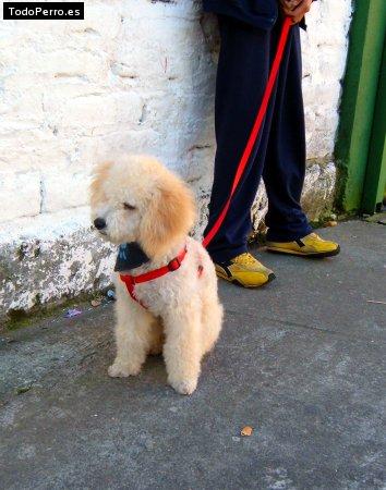 La foto del perro Simur Foto del perro Simur