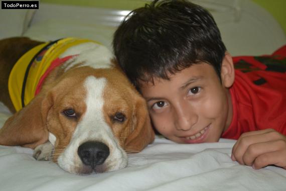 La foto del perro