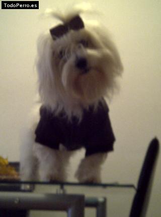 La foto del perro