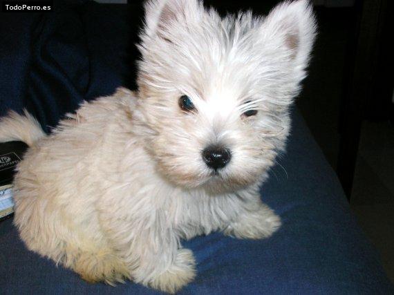 Foto del perro Hugo