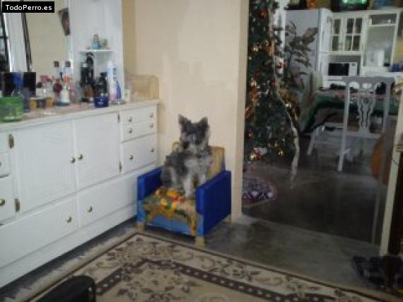 La foto del perro