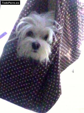 La foto del perro