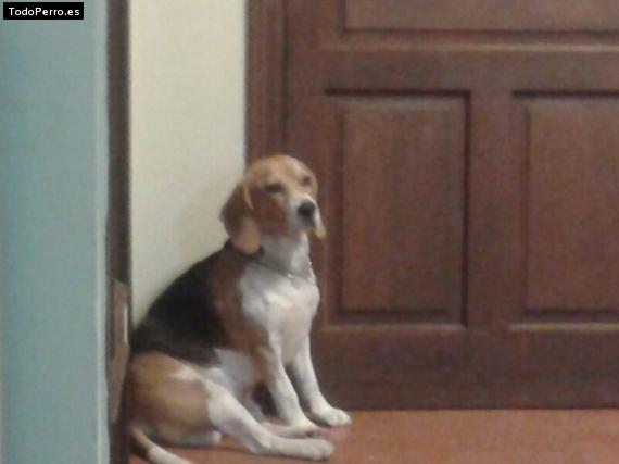 La foto del perro