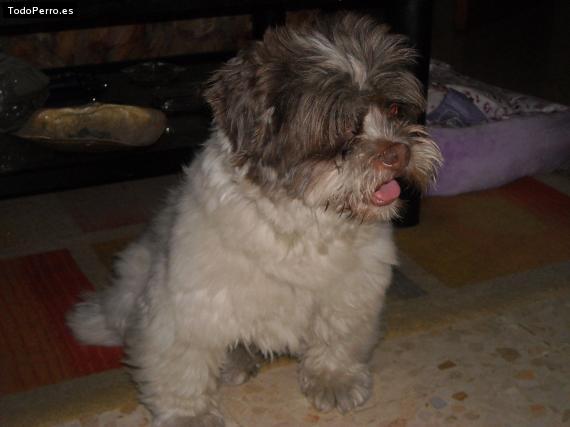 Foto del perro Willy