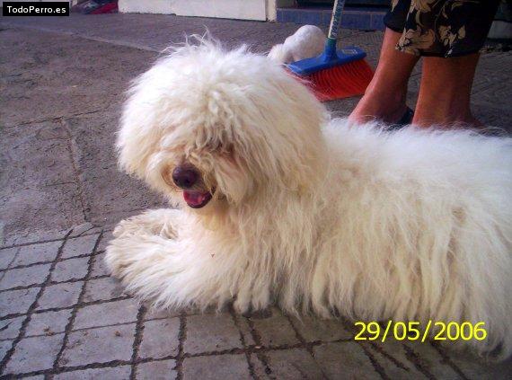 La foto del perro