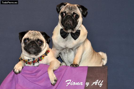 Foto del perro Alf y fiona