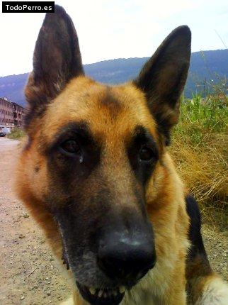 Foto del perro Haizea