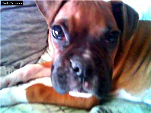 La foto del perro Sheena Foto del perro Sheena