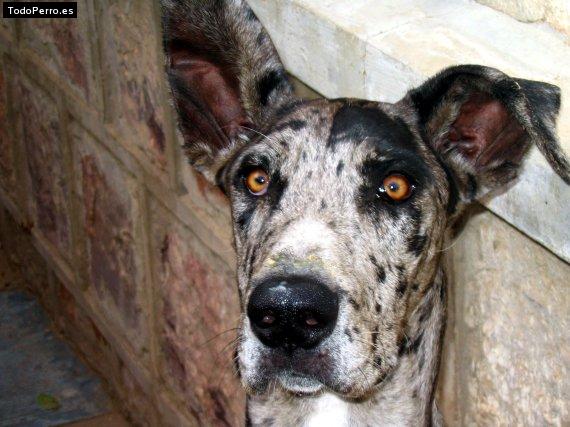 Foto del perro Camila