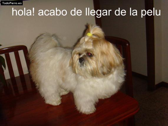 La foto del perro