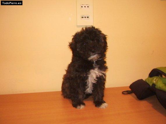 Foto del perro Colomba