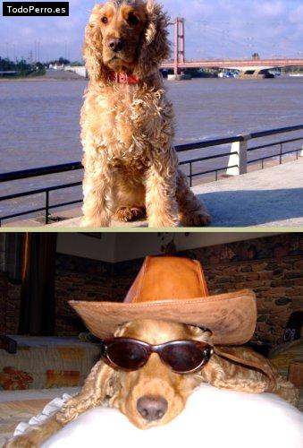 La foto del perro Greta Foto del perro Greta