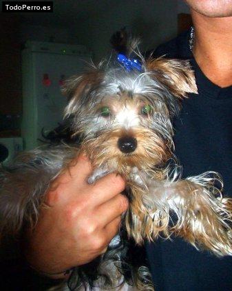 La foto del perro Rabito Foto del perro Rabito