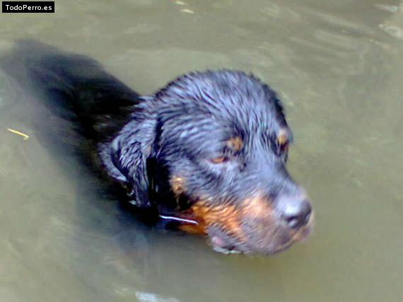 Foto del perro Goliat